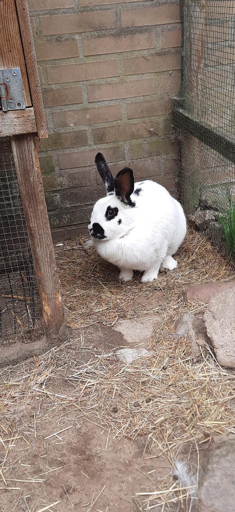Mooie Lotharinger zoekt een thuis, Vrouwelijk, Groot, 0 tot 2 jaar