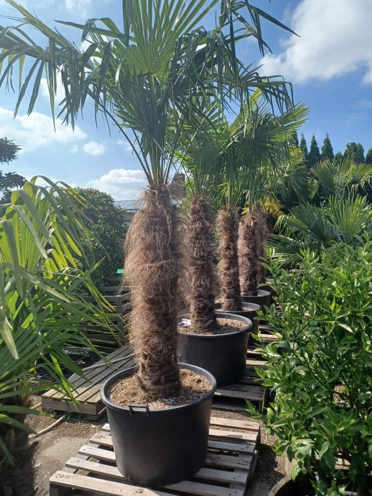Trachycarpus fortunei - palmboom 240-250 cm | Olivera Garden, Tuin en Terras, Volle zon, Ophalen of Verzenden, 100 tot 250 cm