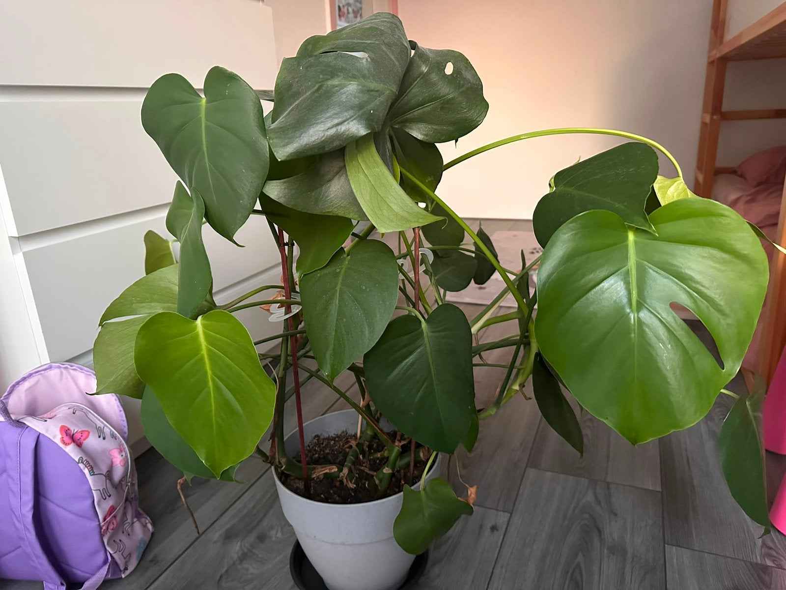 Monstera kamerplant, Huis en Inrichting, Ophalen, Halfschaduw, In pot, Minder dan 100 cm