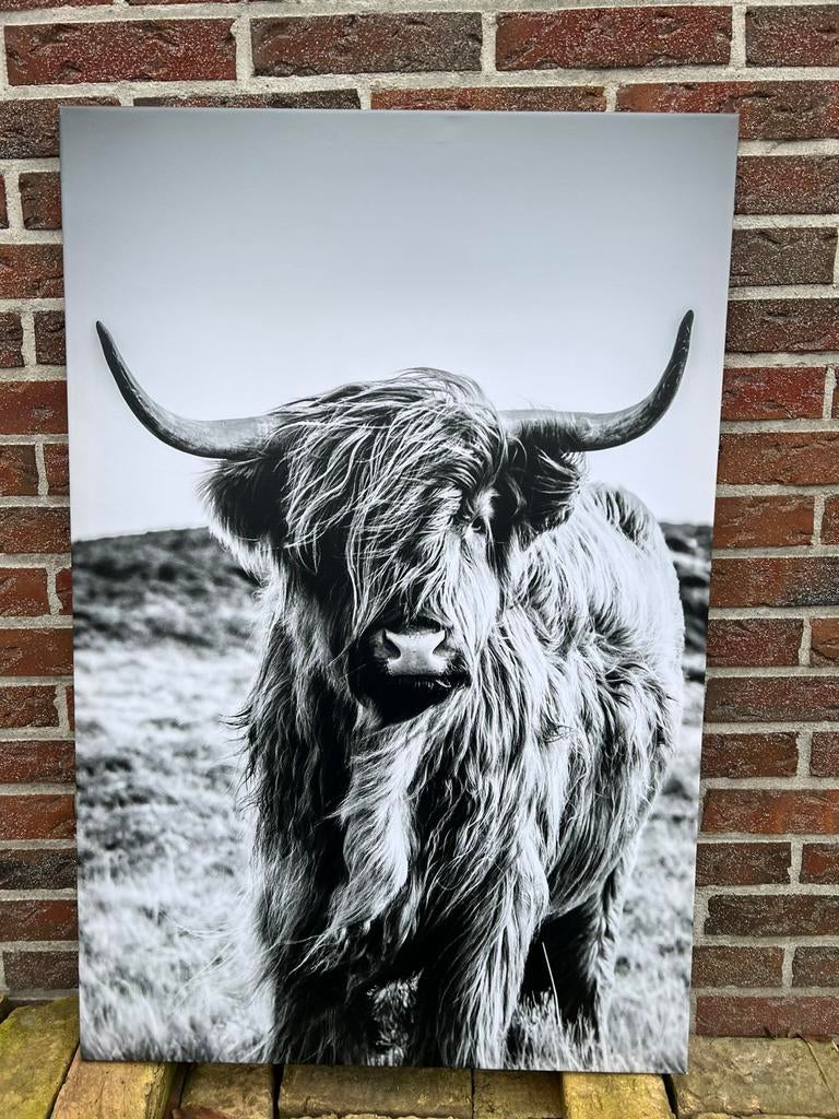 Canvas schotse hooglander €10,-, Ophalen, Zo goed als nieuw, Schilderij, 75 cm of meer