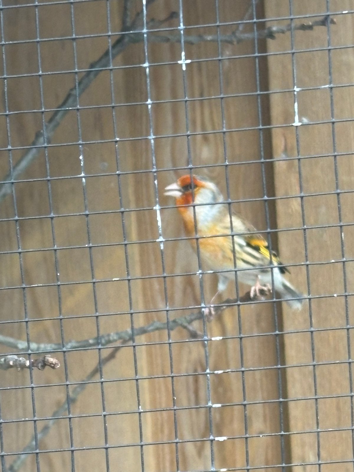Bastaard putter x kanarie  ( man ), Dieren en Toebehoren, Mannelijk, Bastaard