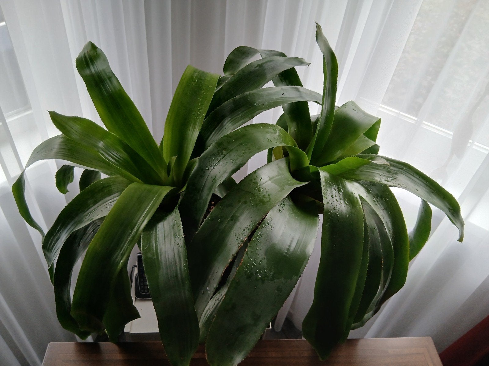 Grote Bromelia (Aechmea) kamerplant in anthraciet pot, 70 cm, In pot, Minder dan 100 cm, Bloeiende kamerplant, Halfschaduw