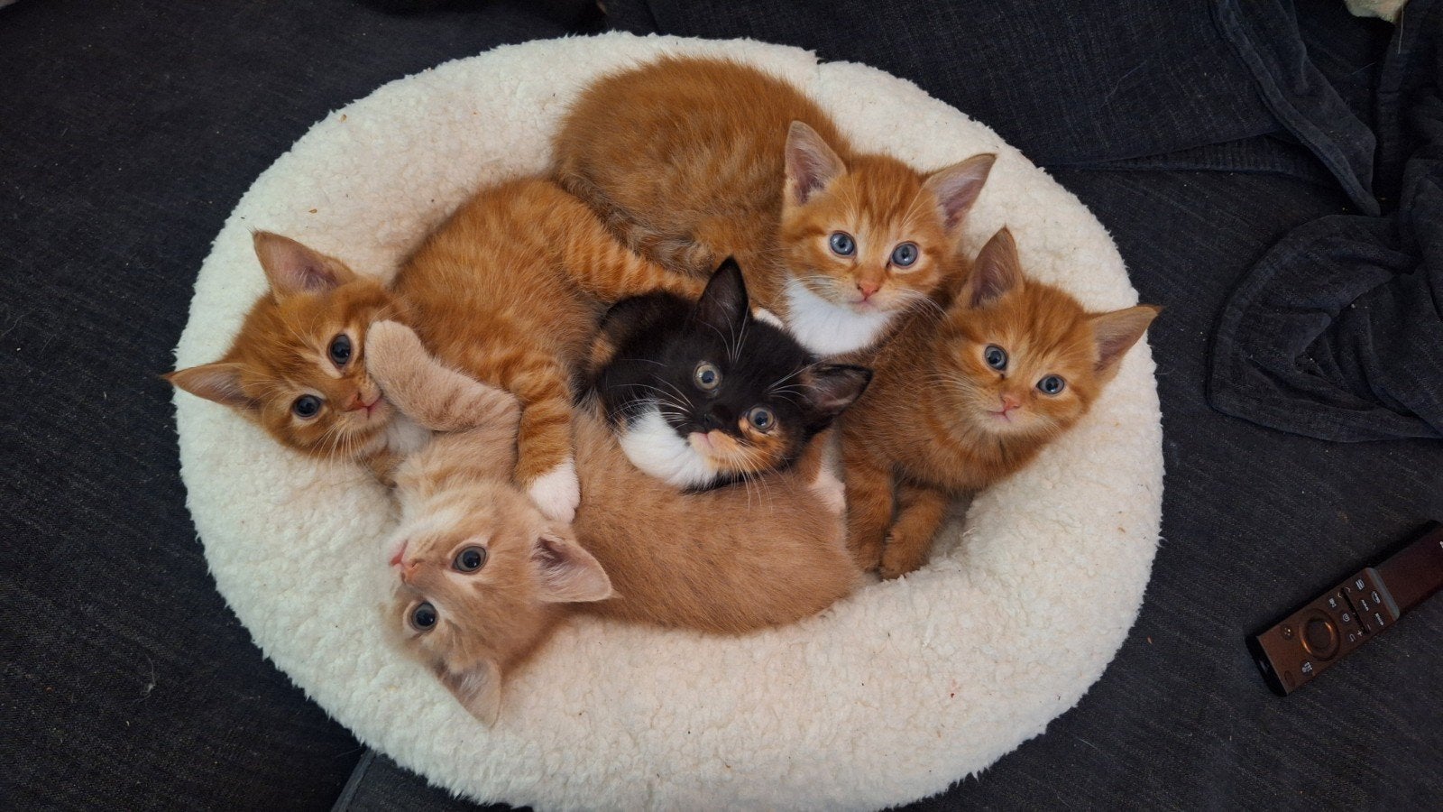 Kittens - Nog één katertje beschikbaar, Kater, Kortharig, 0 tot 2 jaar