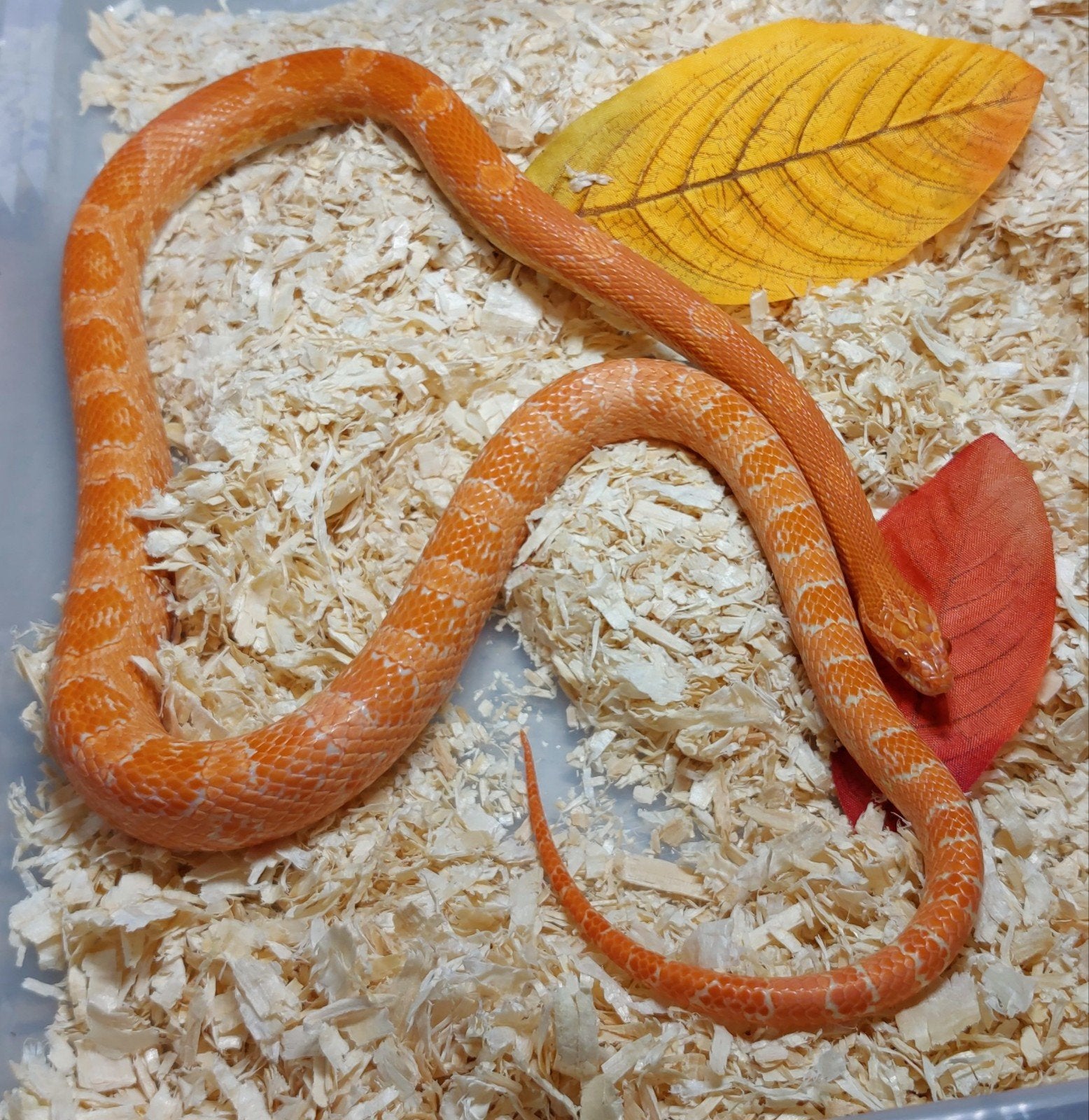 Pantherophis guttatus, Ophalen, Zo goed als nieuw
