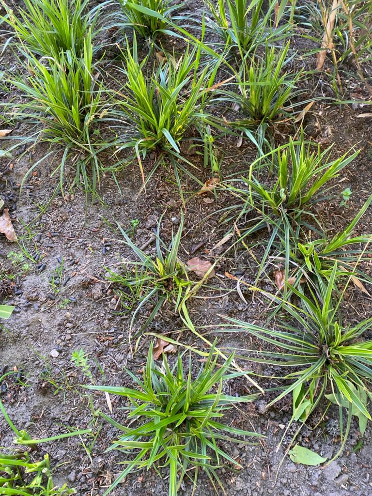 Japanse zegge (Carex morrowii) - Wintergroene siergras, Tuin en Terras, Planten | Tuinplanten, Vaste plant, Siergrassen, Ophalen of Verzenden