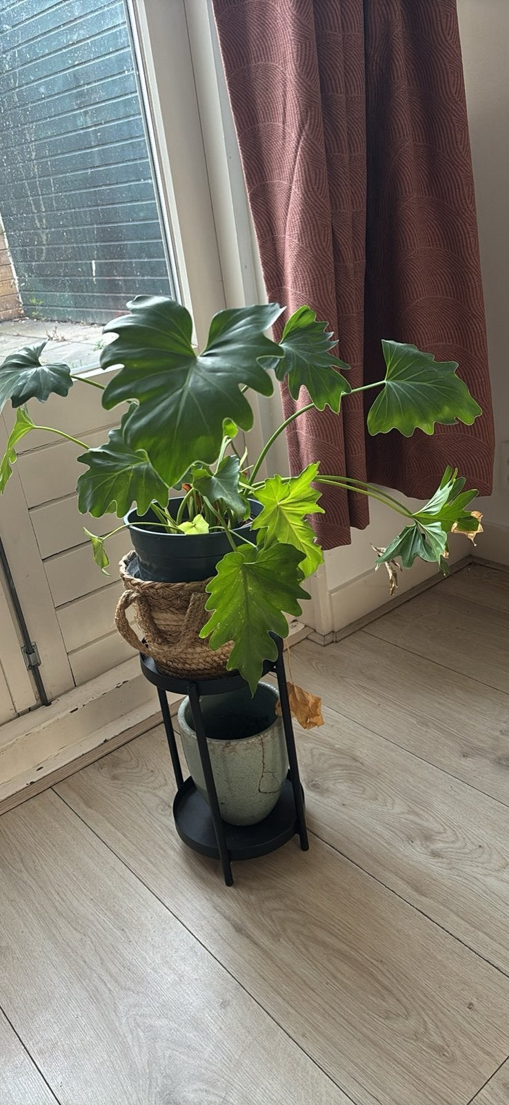 Plant and its pot, Ophalen, Halfschaduw, Minder dan 100 cm