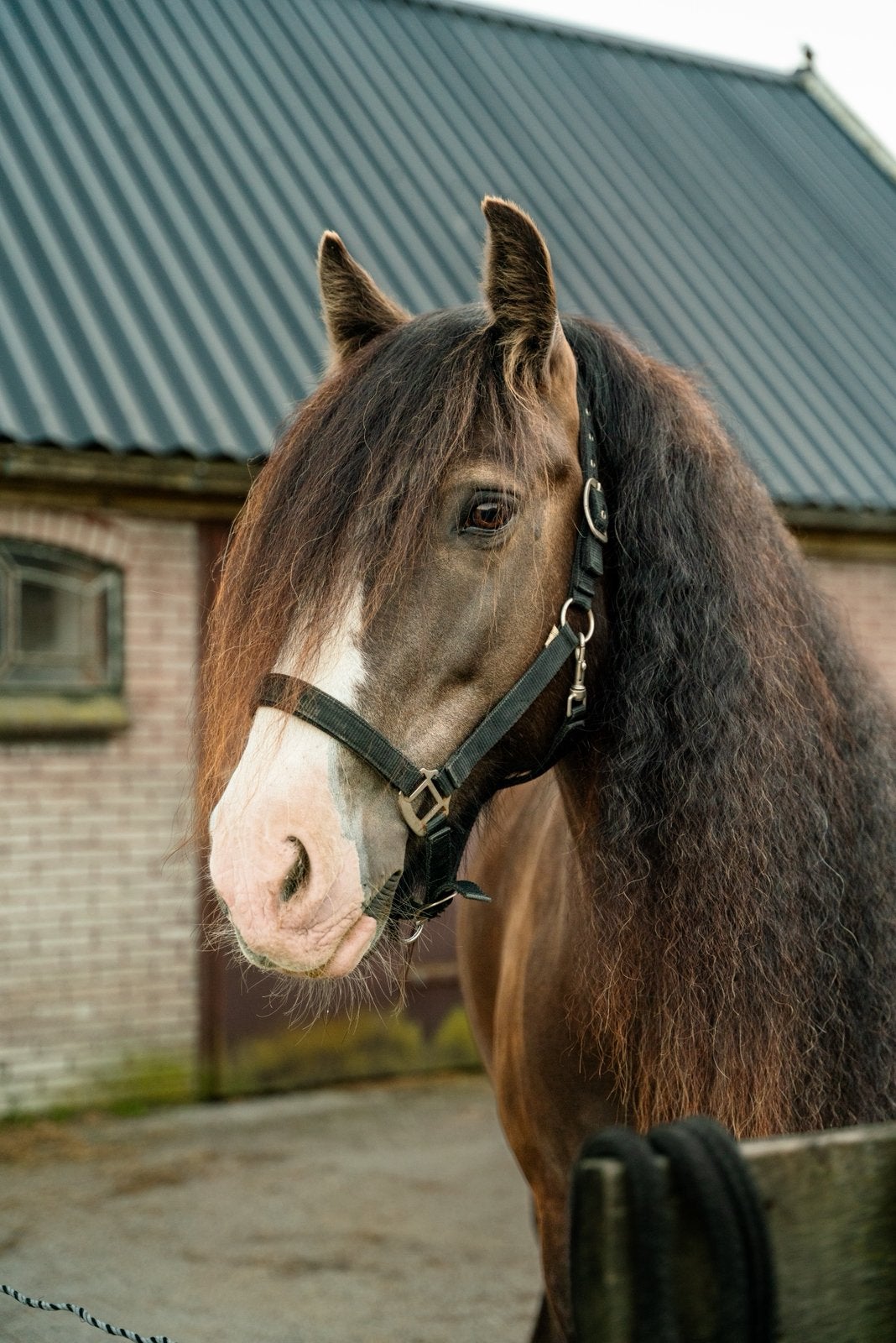Te koop: Baily -  Tinker smokey bruin Ruin, Ruin