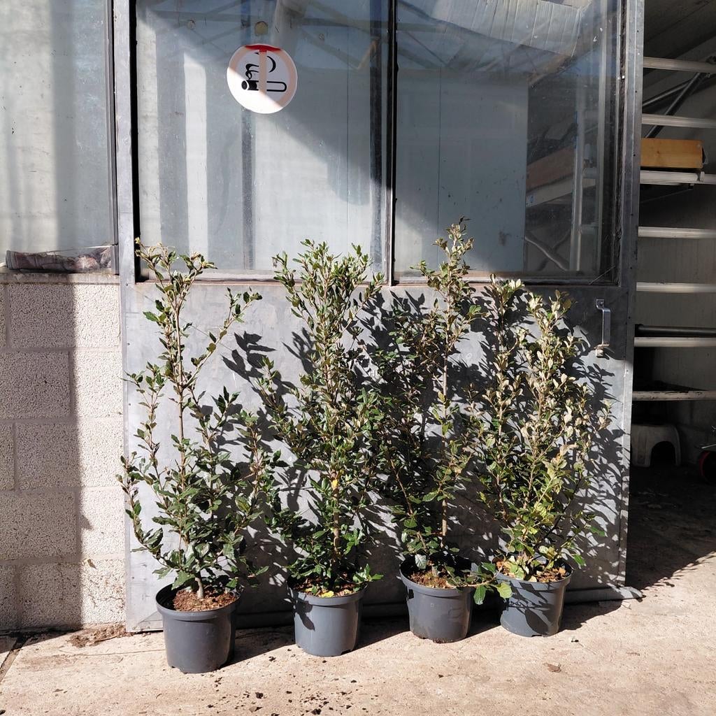 Steeneik als struik | Quercus ilex | 80 cm | Haagplant, Ophalen of Verzenden, Overige soorten, Minder dan 100 cm