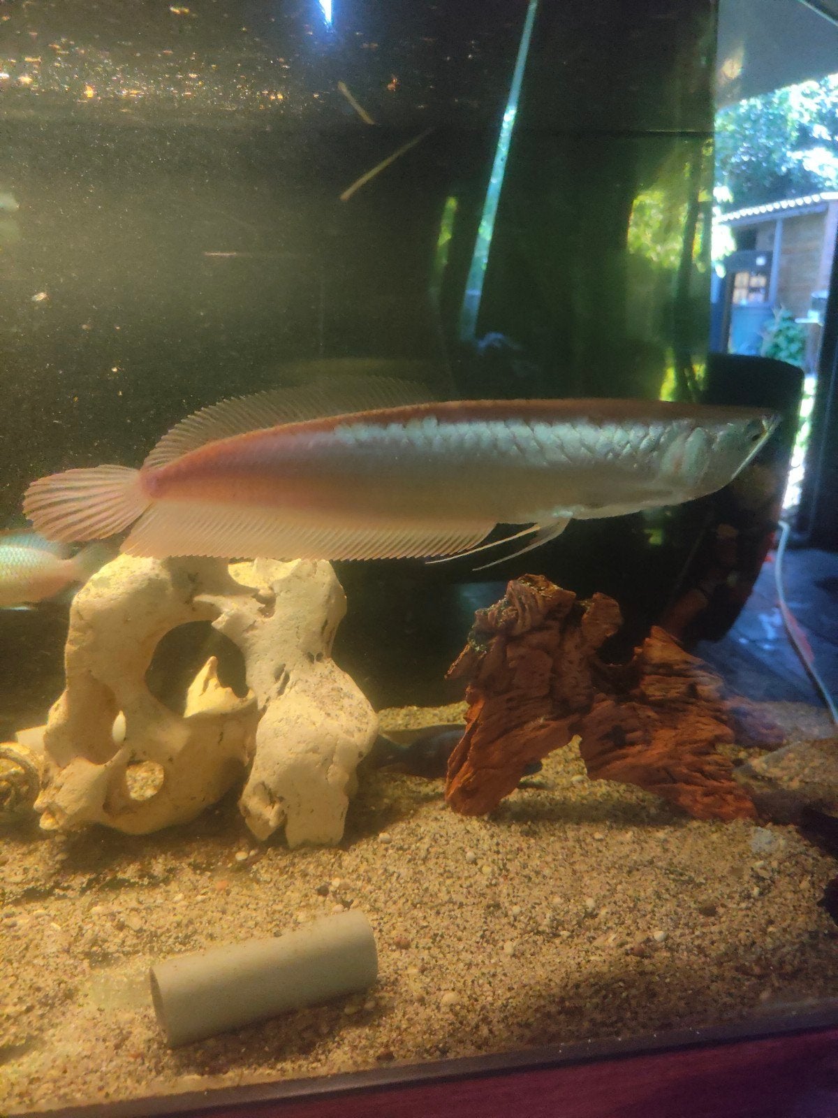 Lutino Arowana, Dieren en Toebehoren, Vis, Zoetwatervis