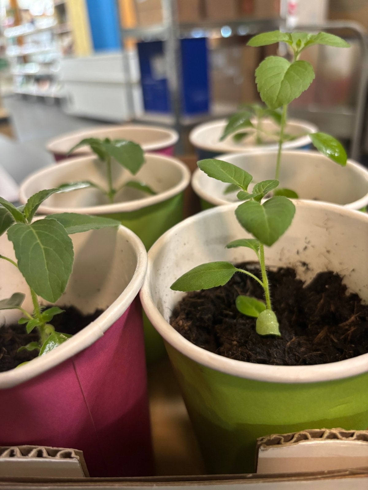 Tulsi plantjes, Ophalen, Overige soorten, Halfschaduw, Minder dan 100 cm