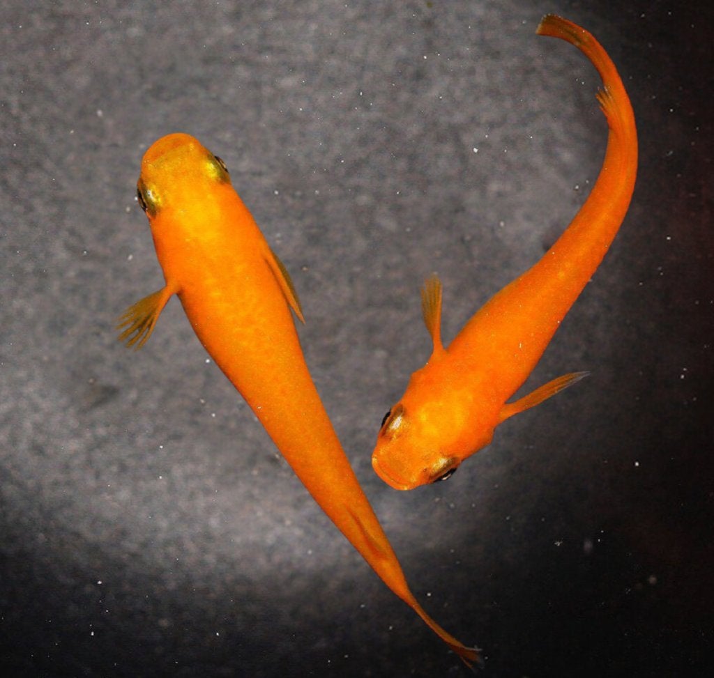 Medaka - Japanse Rijstvis - Red king, Karper of Koi