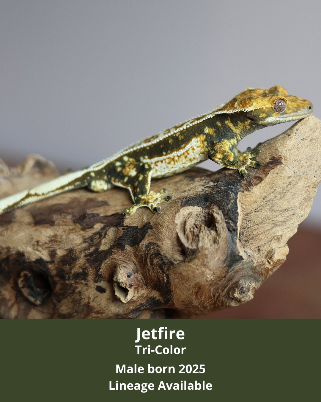 Mooie Tri-Color Crested Gecko 1.0 Crested Gecko - male for sale from MaRa81