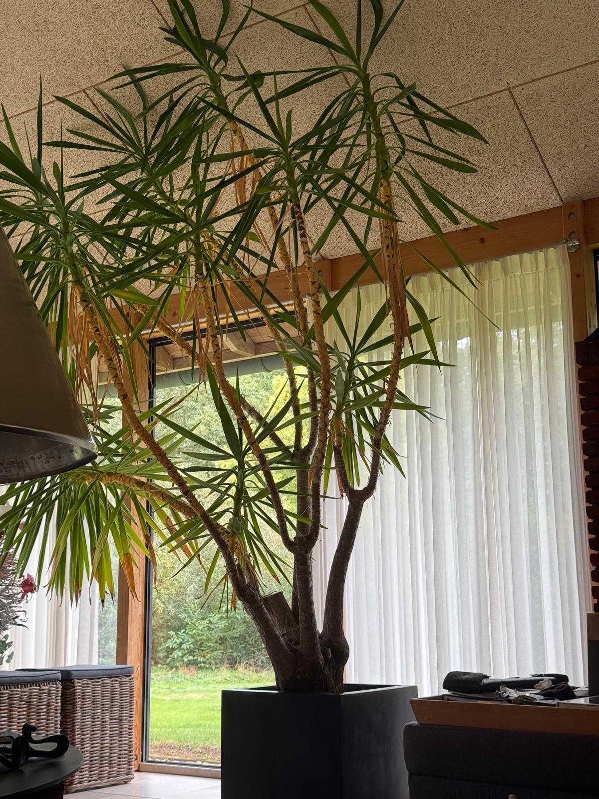 Grote Yucca plant in pot, Ophalen, 200 cm of meer, In pot, Yucca