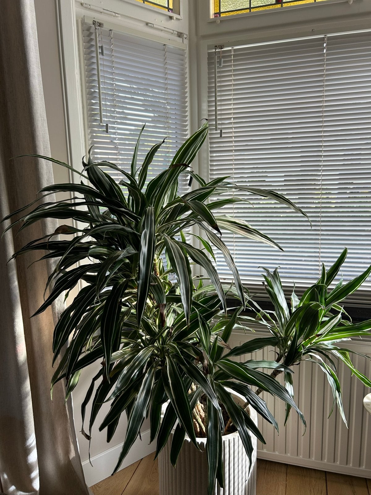Drakenbloedboom (Dracaena fragrans) zonder pot), Vaste plant, Bloeit niet, Halfschaduw, Ophalen