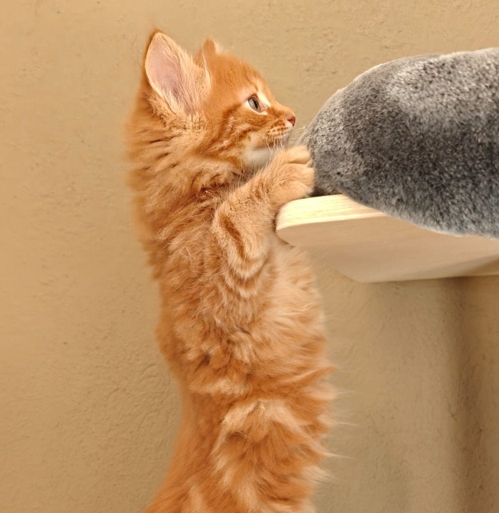Maincoon kittens | grijs, donker, rood | juli beschikbaar, Dieren en Toebehoren, Katten en Kittens | Raskatten | Langhaar, Meerdere dieren
