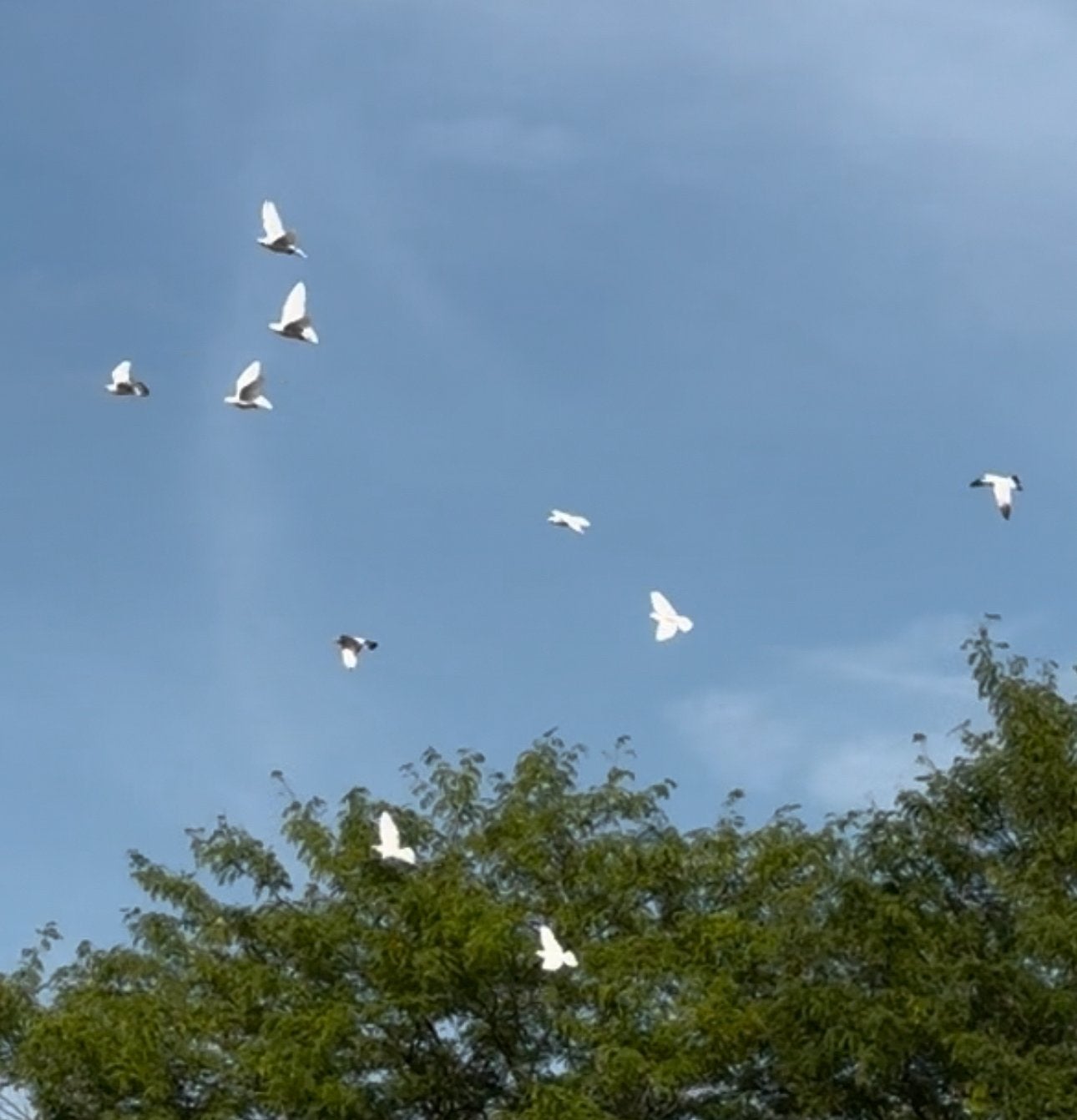 Hoogvliegers Duiven +extras, Dieren en Toebehoren, Vogels | Duiven, Meerdere dieren, Overige soorten