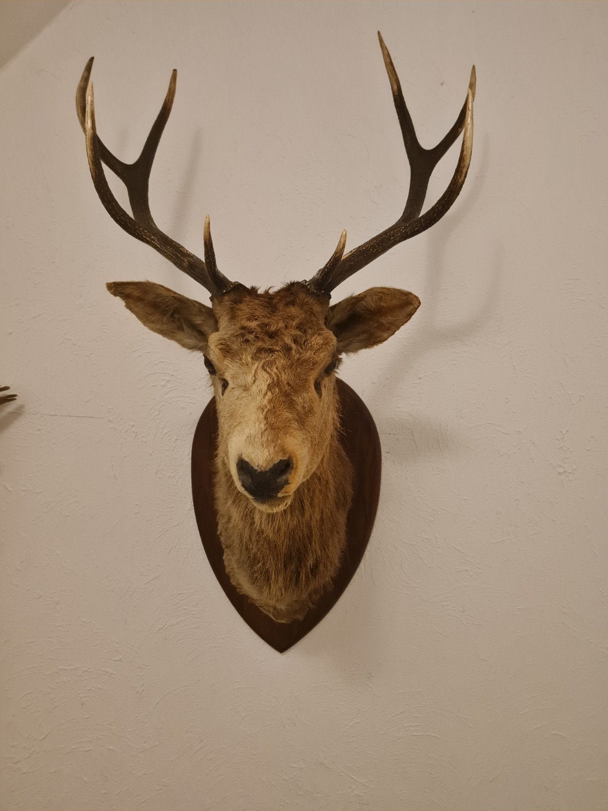 Opgezette hertenkop met gewei - Decoratief, Ophalen of Verzenden, Gebruikt