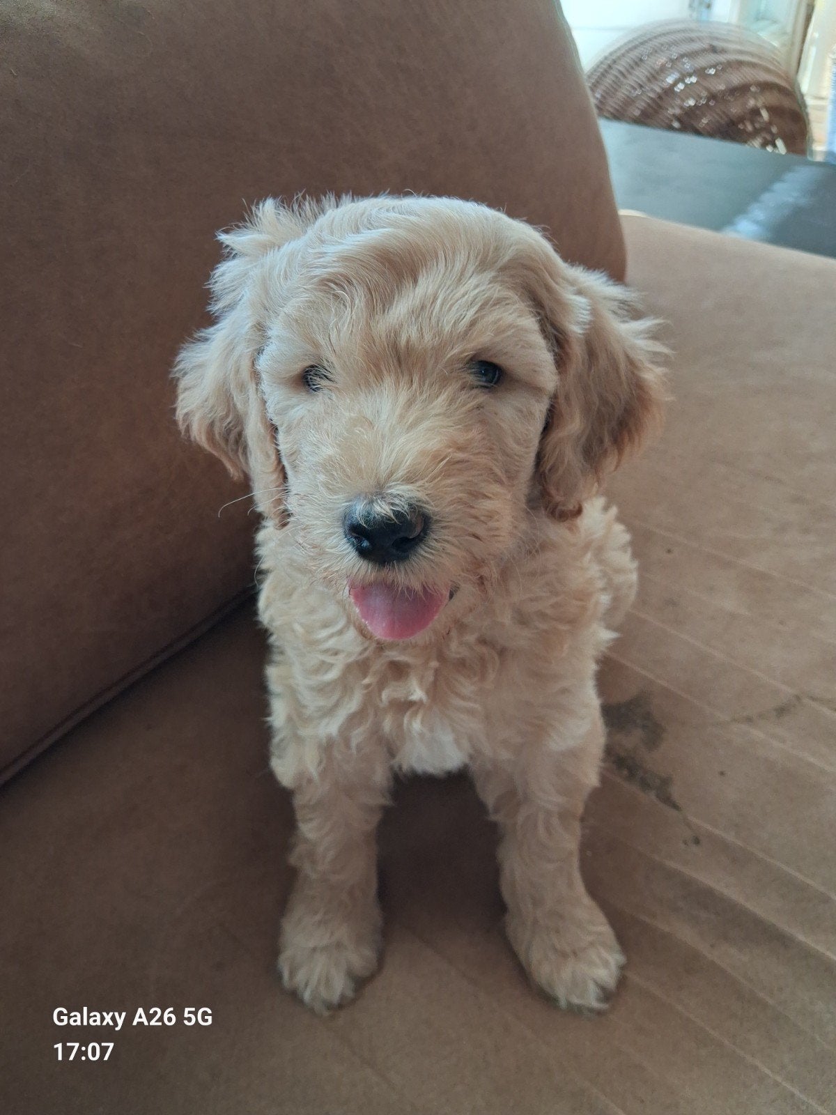 Prachtig caramel kleurig labradoodle reutje type labrador., Dieren en Toebehoren, Honden | Niet-rashonden, Parvo, 8 tot 15 weken