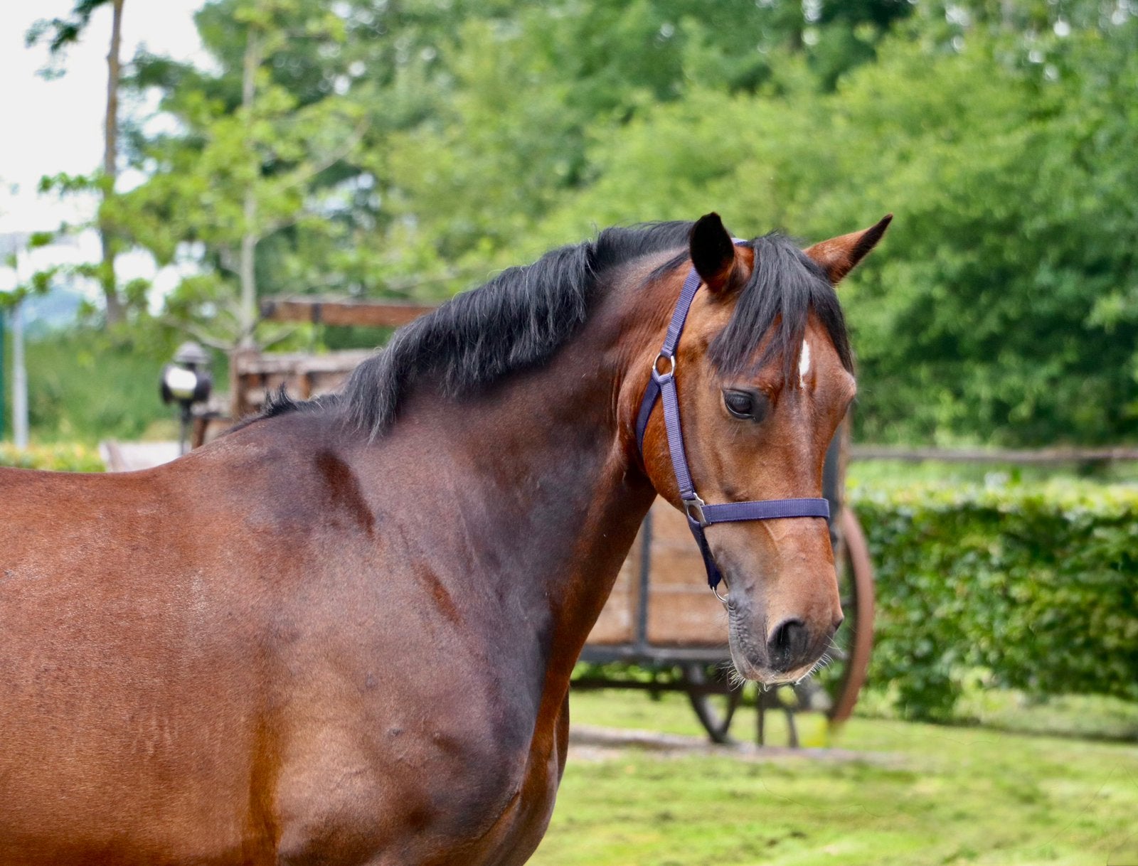 Zeer lieve aanhankelijke brede grote D/E pony, Merrie, Met stamboom, M, Springpony