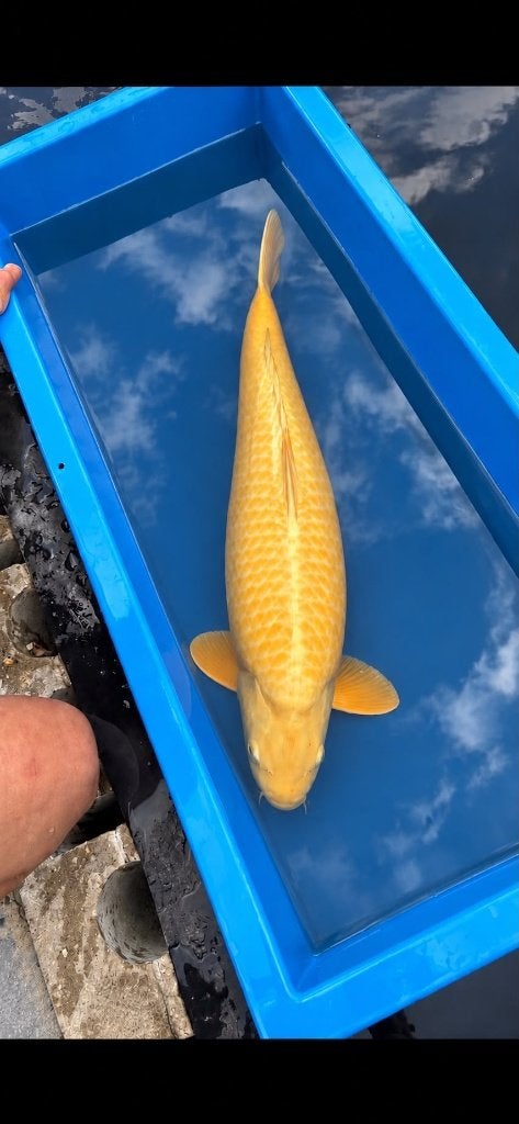 Jumbo KONISHI karashigoi Wagoi 75+, Dieren en Toebehoren, Karper of Koi