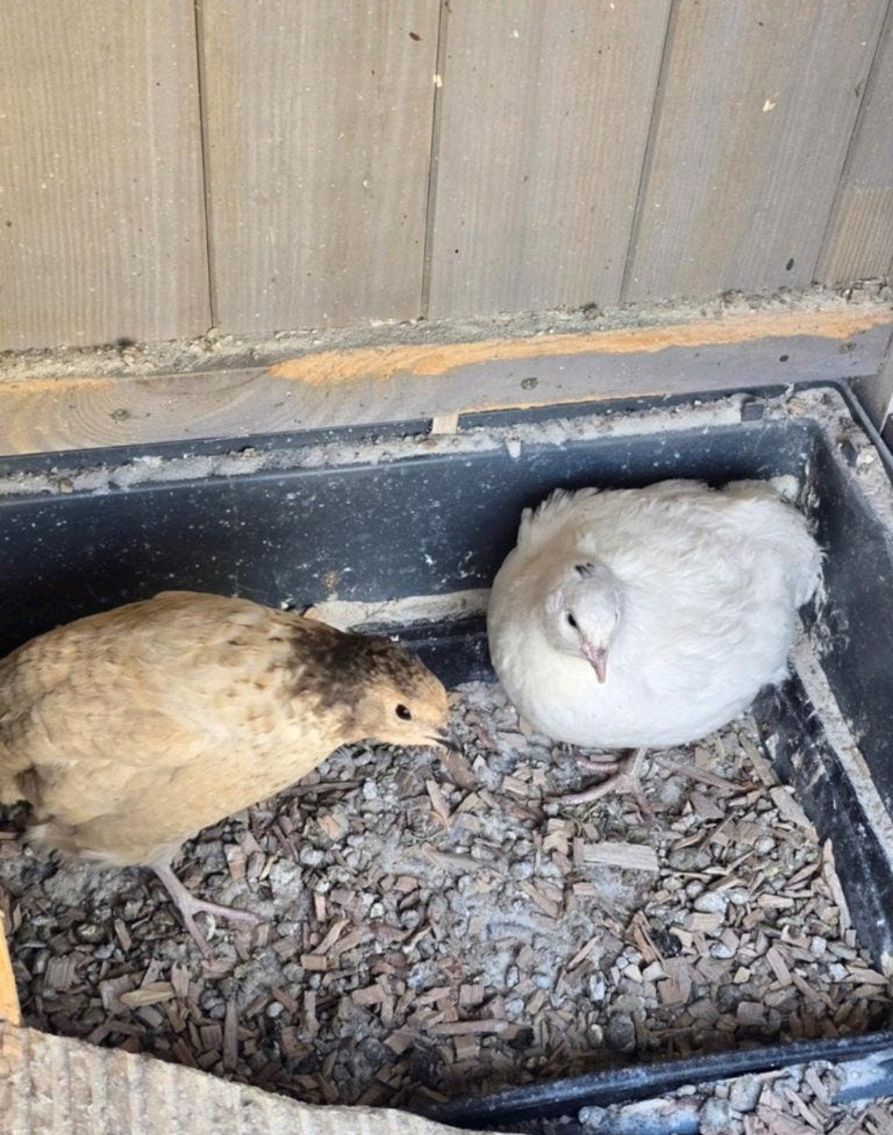 japanse kwartel koppel, Meerdere dieren, Overige soorten