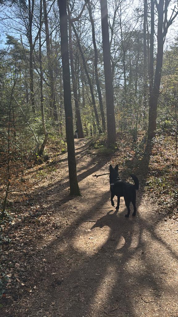 Duitse herder reu, Dieren en Toebehoren, Honden | Herdershonden en Veedrijvers, Reu, CDV (hondenziekte), Eén hond, 3 tot 5 jaar