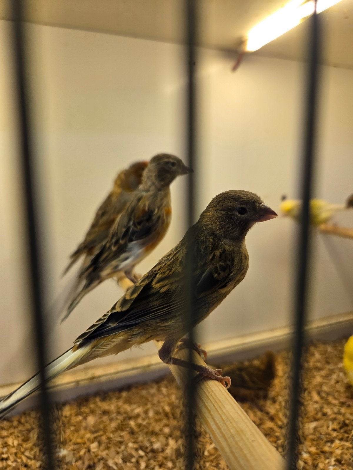 Donkere harlekijnen, Meerdere dieren, Kleurkanarie