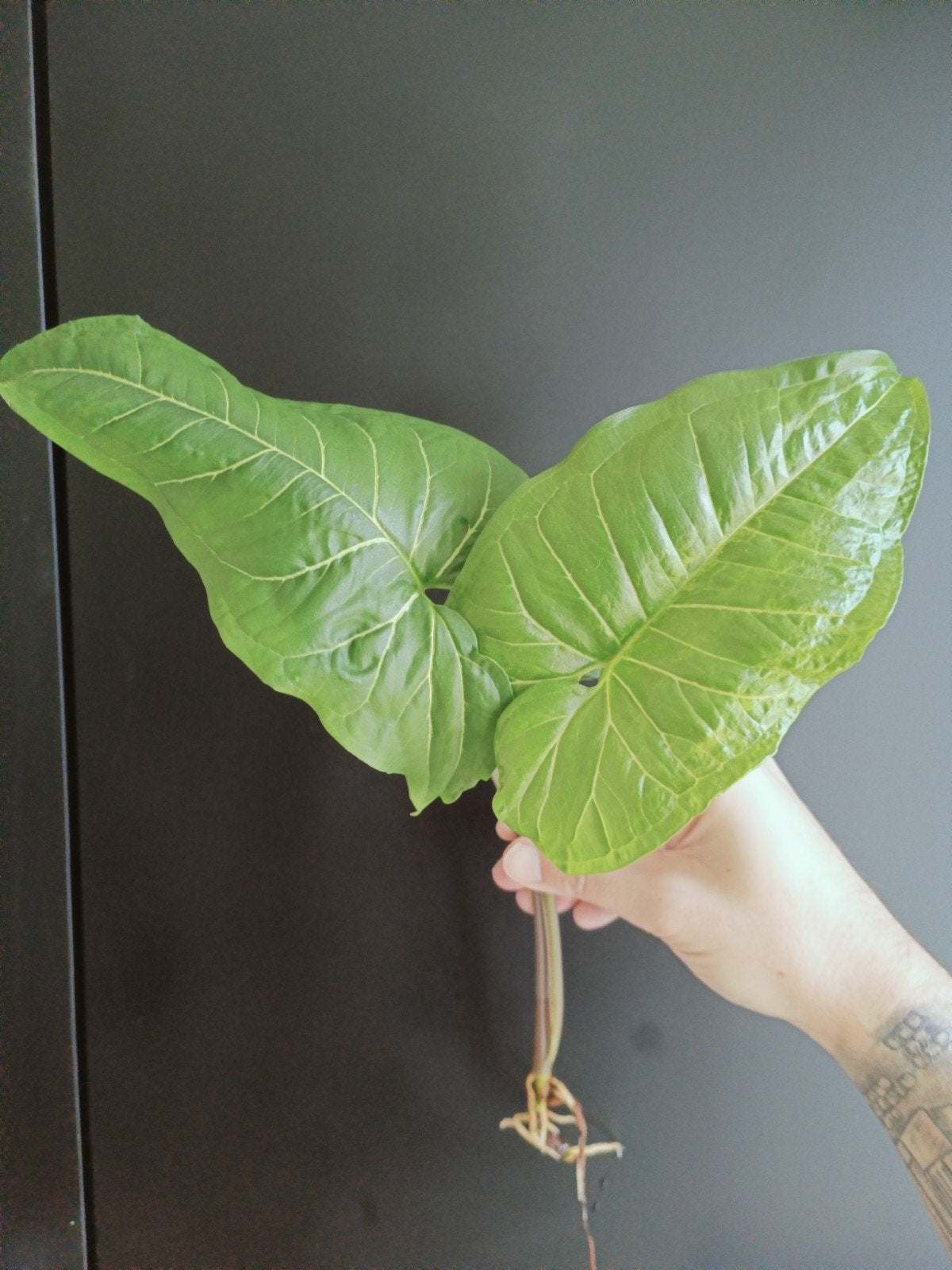 syngonium batik kneus, Ophalen of Verzenden