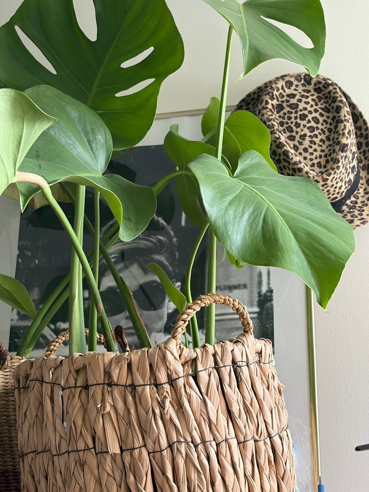 Monstera, Ophalen, In pot, Halfschaduw, Minder dan 100 cm