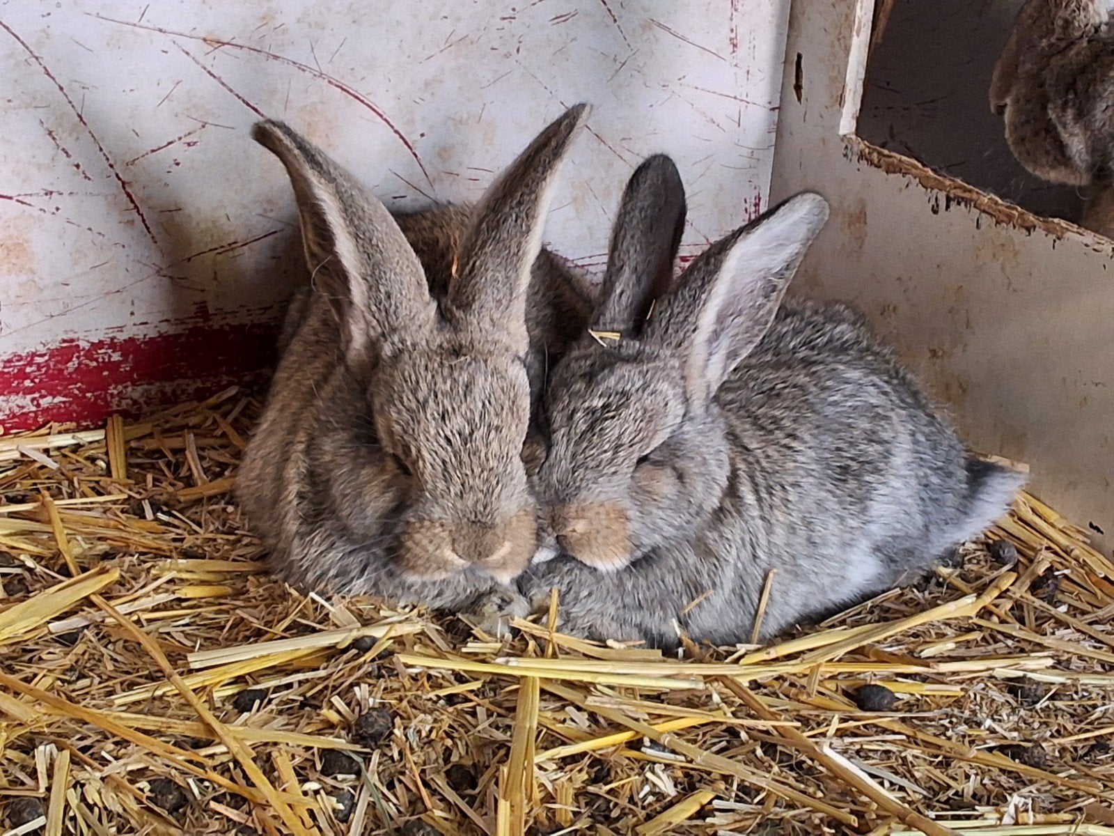Prachtige vlaamse reuzen konijngrijs rammen en voedsters, Meerdere dieren, Groot