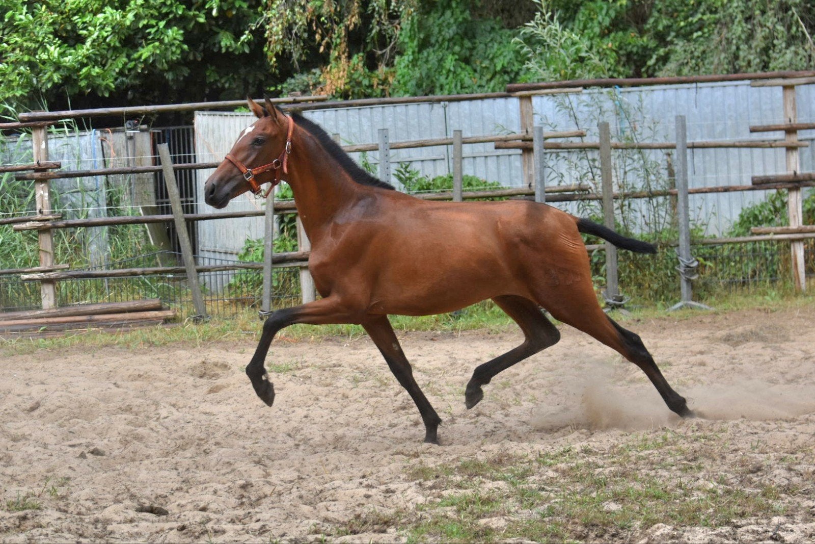 Foto 6 van jonge veelbelovende pre paarden ELITE PAPIEREN