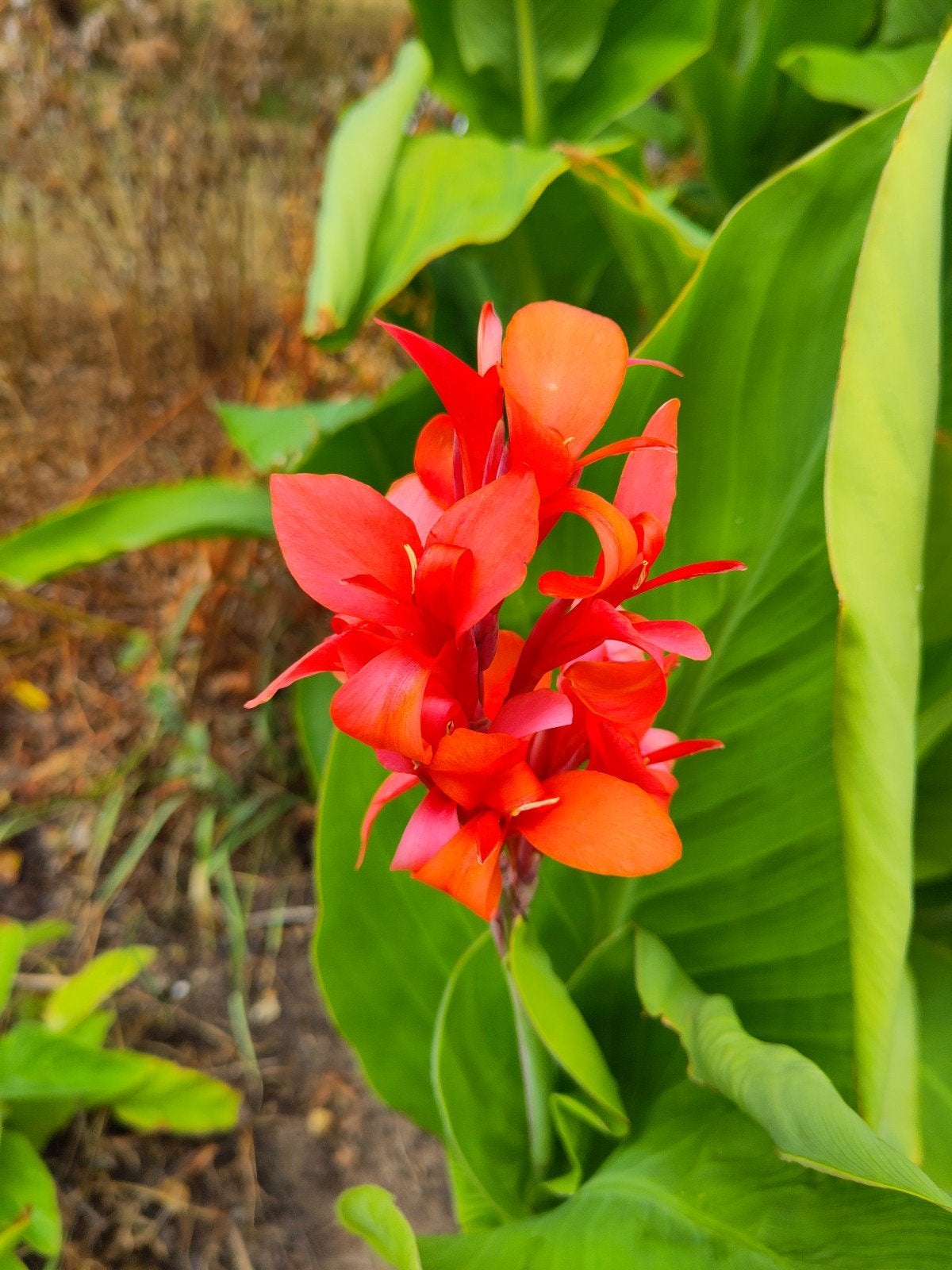 canna's bijna in bloei;emmer voor €5,-, Ophalen of Verzenden, Volle zon, Knol