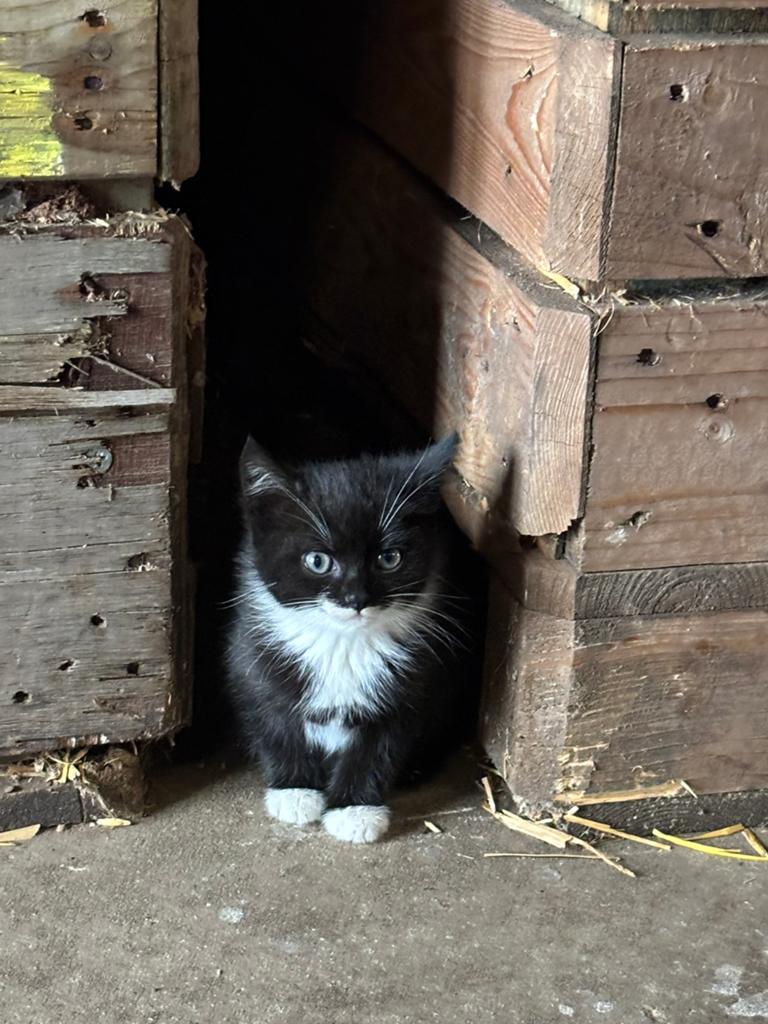 Boederij kittens, Dieren en Toebehoren, Meerdere dieren