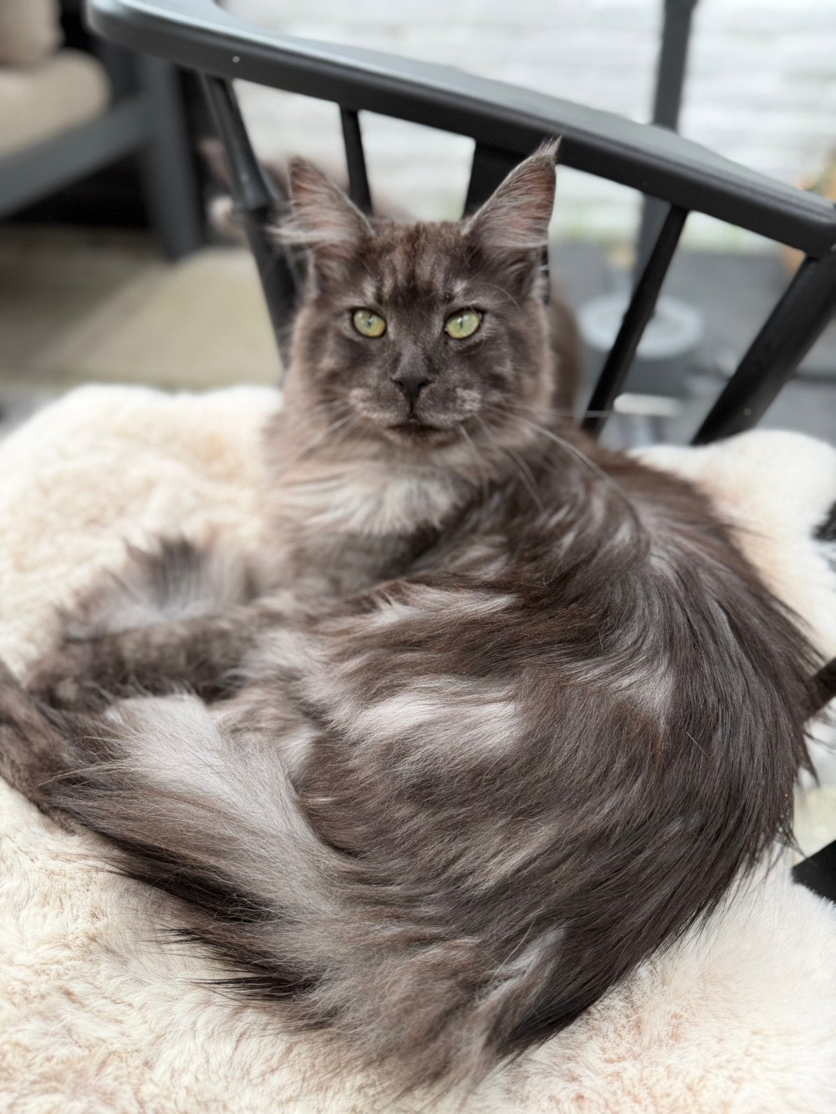 Black Smoke Maine Coon Dekkater, Dieren en Toebehoren, Katten en Kittens | Dekkaters, 0 tot 2 jaar