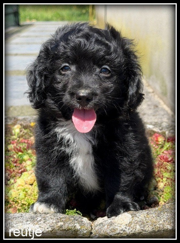 Boompoo Boomer x Poedel kruising pups, Nederland, Parvo, Overige rassen, 8 tot 15 weken