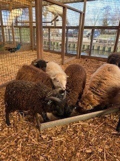 Ouessant schapen | Diverse kleuren | Passend advies, Dieren en Toebehoren, Vrouwelijk, Schaap, 0 tot 2 jaar