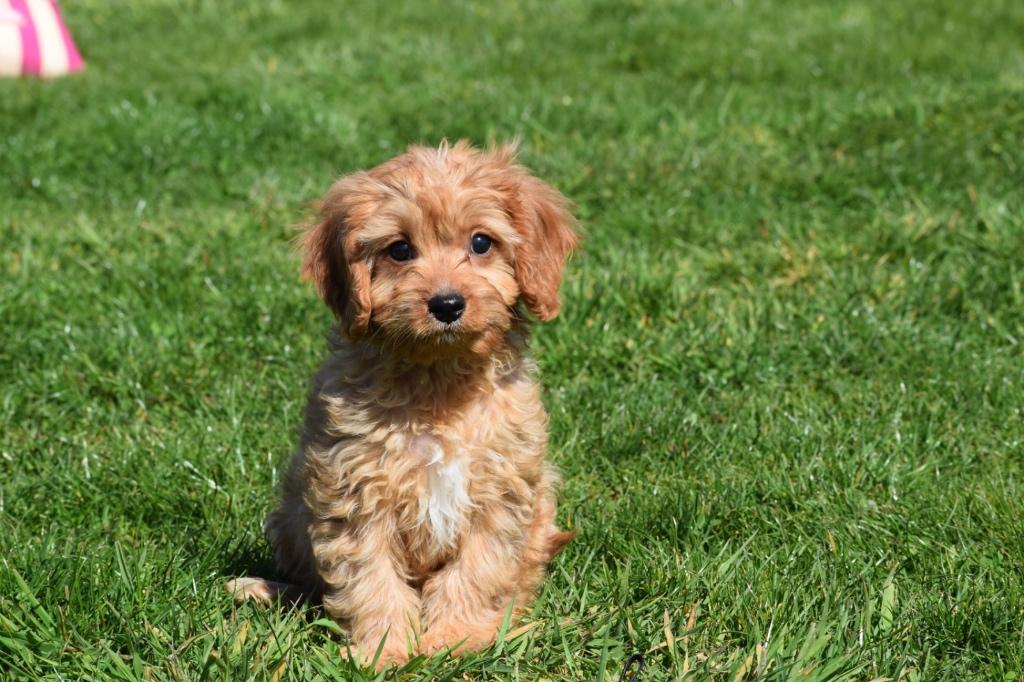 Cavapoo pups nieuw nestje, 15 weken tot 1 jaar, Buitenland, Parvo, Meerdere