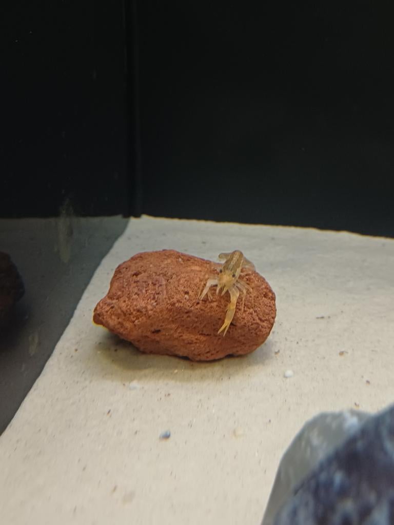 Cpo kreeften, Dieren en Toebehoren, Vissen | Aquariumvissen, Vis