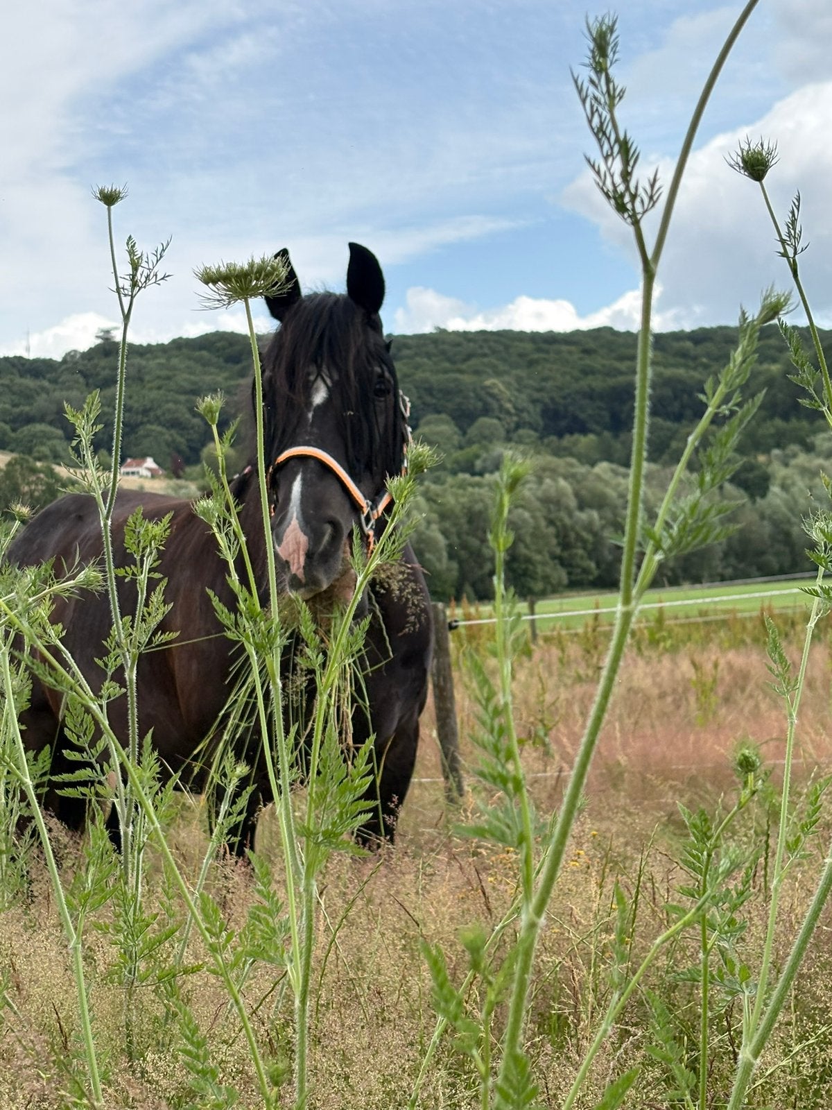Paardenpension Stals, paardenstalling, Ophalen, Vee