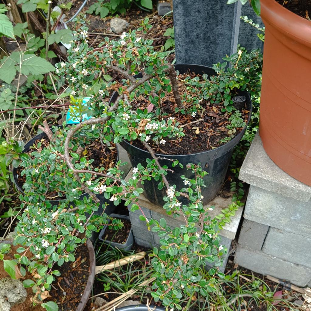 Prebonsai Cotoneaster cascade stijl, Tuin en Terras, Planten | Tuinplanten, Ophalen, Overige soorten, Volle zon