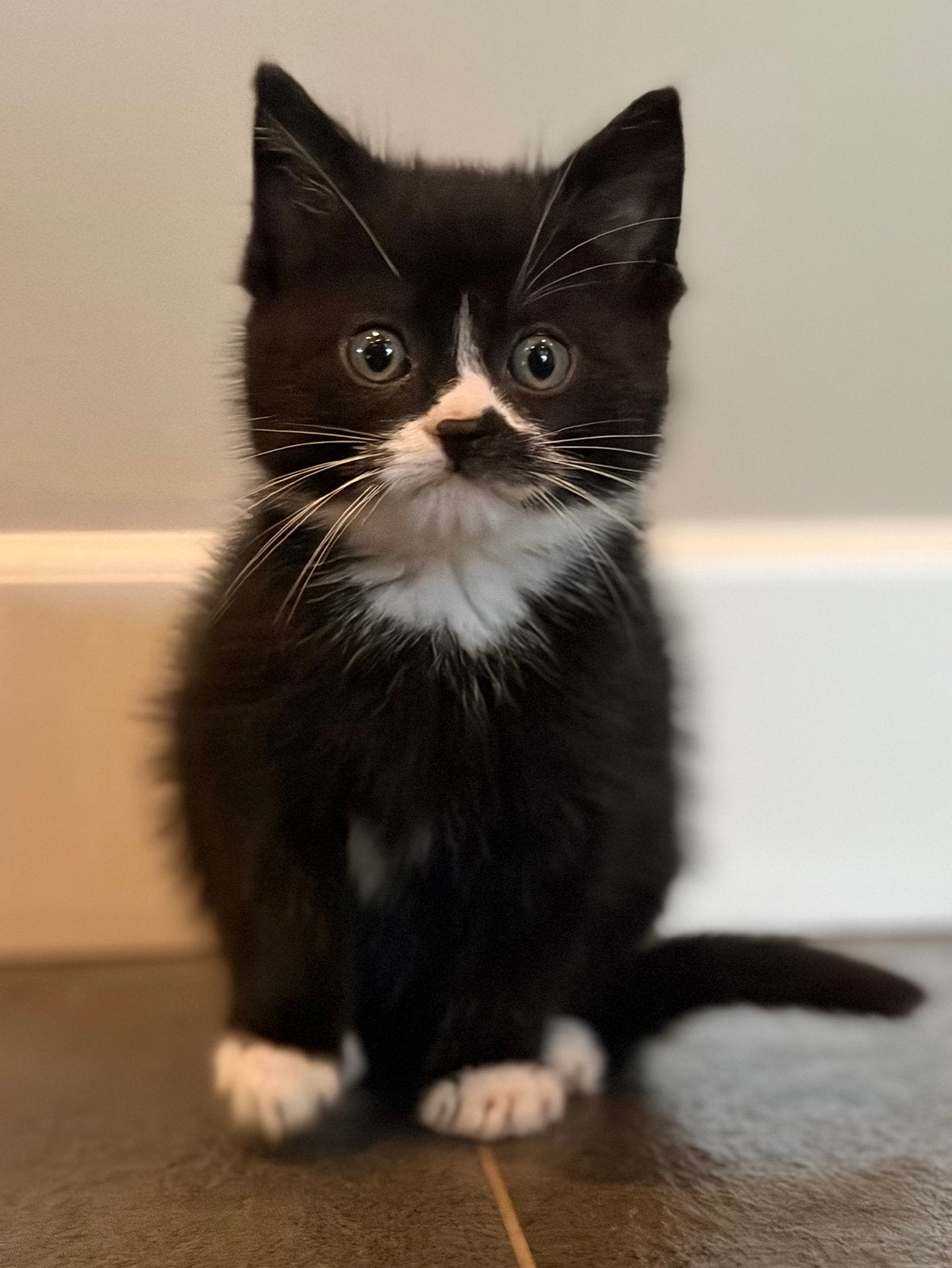 Ons lieve vriendje mag naar zijn nieuwe forever home 🩵, Dieren en Toebehoren, Meerdere dieren, Kortharig, 0 tot 2 jaar