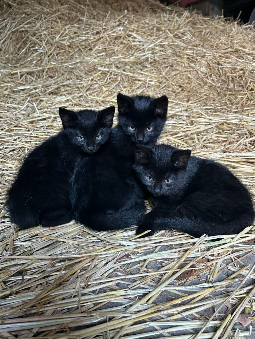 3 schattige kittens, Dieren en Toebehoren, Meerdere dieren, Kortharig, 0 tot 2 jaar