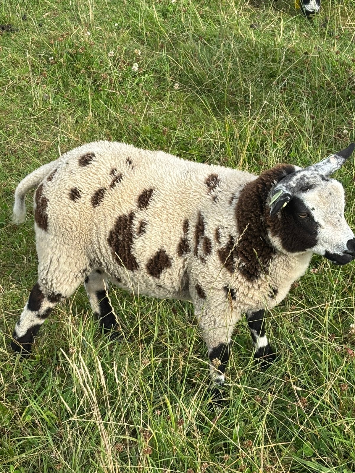 Stamboek bonte ram, Dieren en Toebehoren, Schapen, Geiten en Varkens, Mannelijk, Schaap