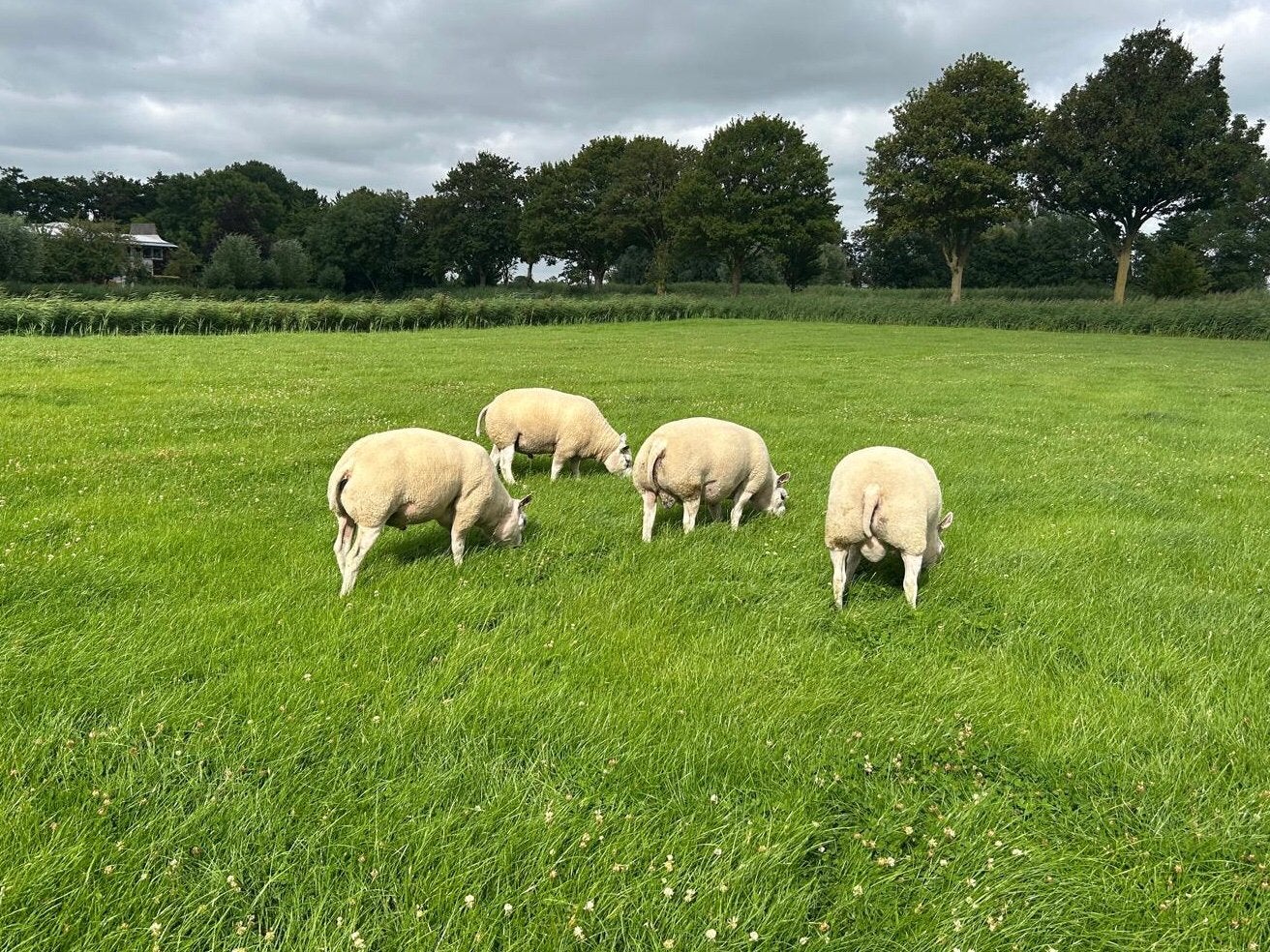 Overjarige Texelaar rammen te koop!, Dieren en Toebehoren, Mannelijk, Schaap