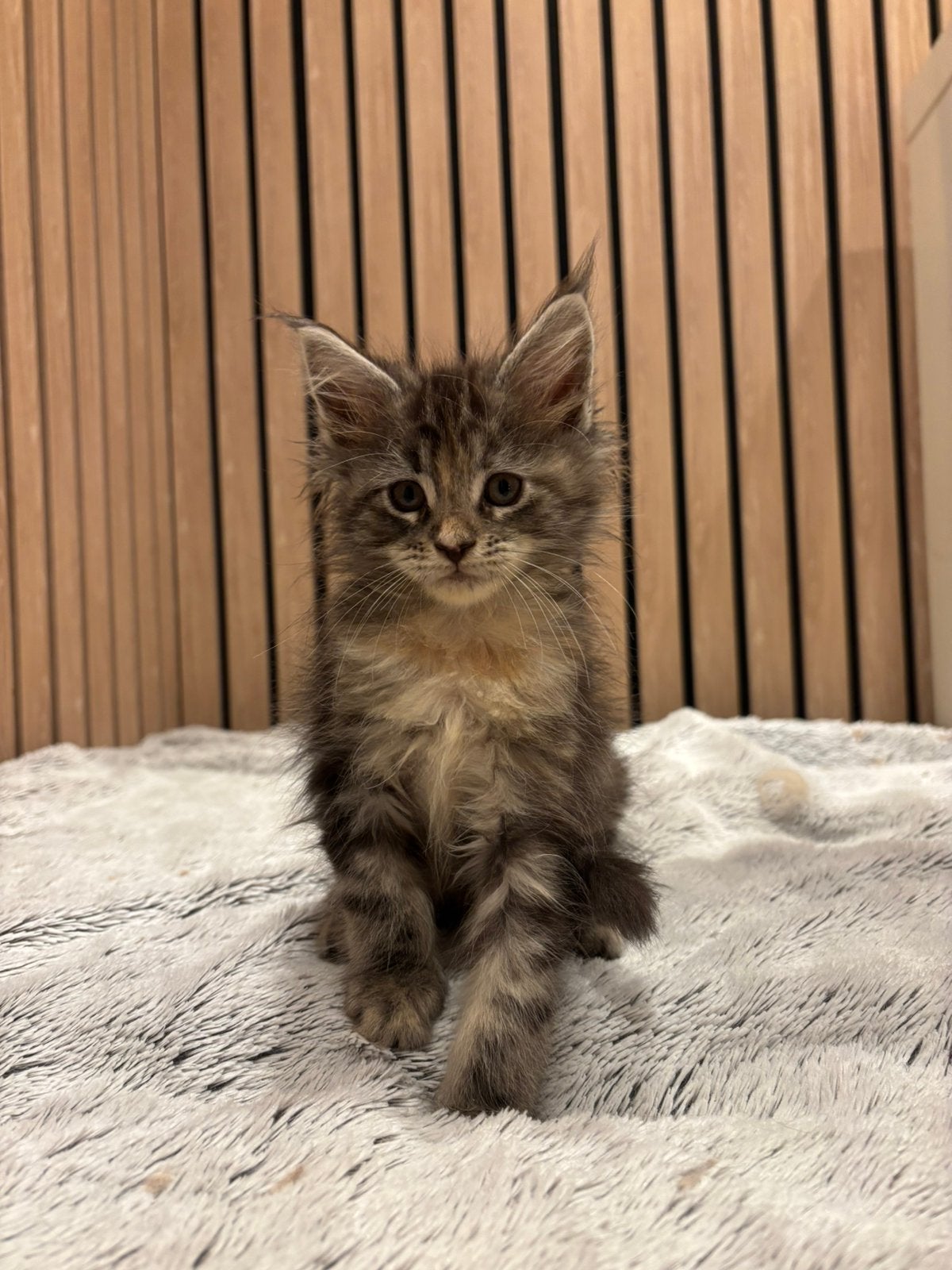 Maine coon kitten poesje, Poes, Ontwormd