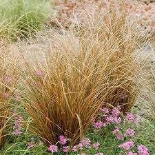 Mooie Carex 'Red Rooster' (Zegge) in pot!, Ophalen, Siergrassen, Halfschaduw