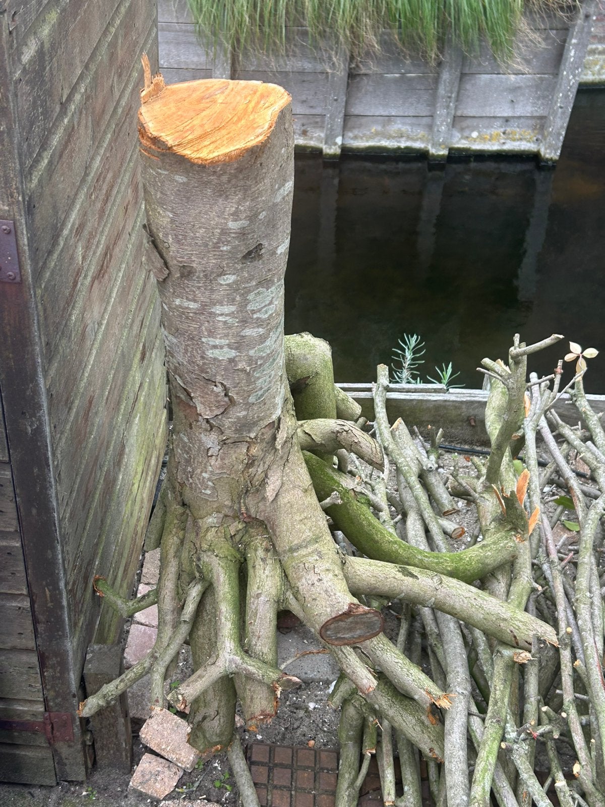 Glansmispel takken en stammen red robin snoei haardhout hout, Minder dan 3 m³, Ophalen of Verzenden, Overige houtsoorten, Takken