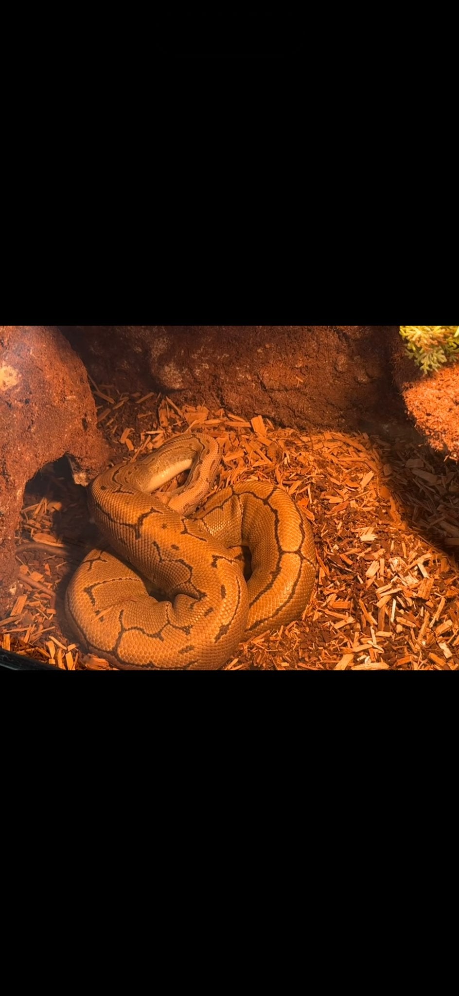 Terrarium  met python regius Ball Python photo 2