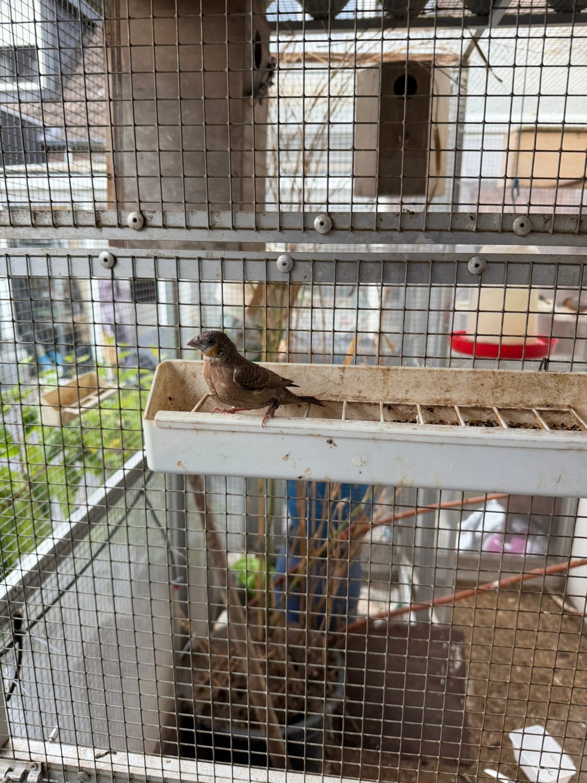 3 jonge gele bandvink mannen, Mannelijk, Geringd