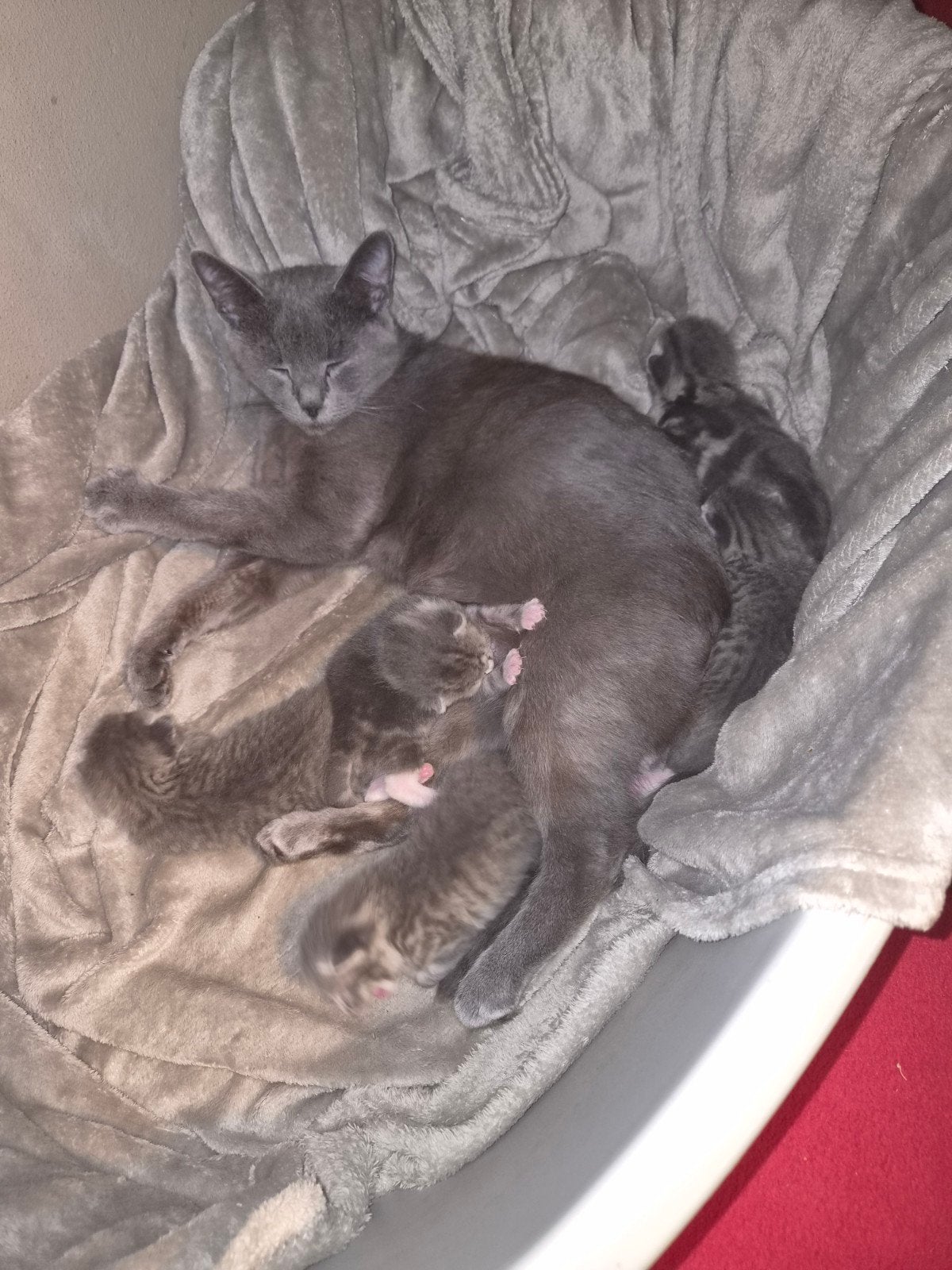 5 prachtige zilvere kittens, halve britse korthaar., Geslacht onbekend, Kortharig, 0 tot 2 jaar